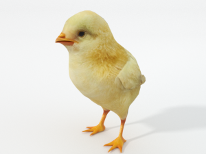 chick 3D Модель