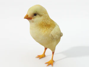 chick 3D Model