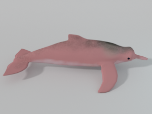 pink dolphin 3D Model