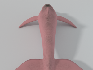 pink dolphin 3D Модель