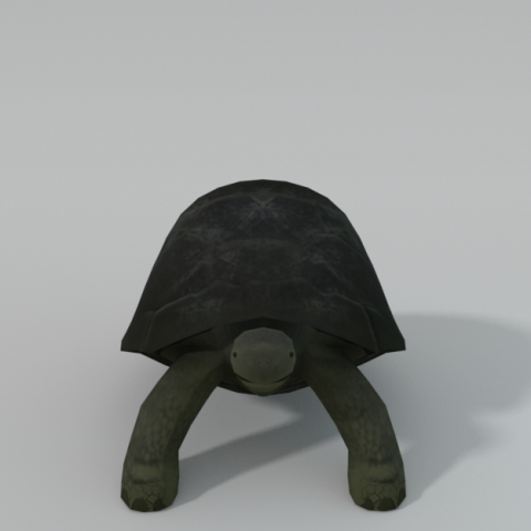 tortoise Model 3D .c4d .max .obj .3ds .fbx .stl .blend 