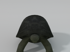 tortoise 3D Model