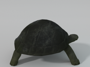 tortoise Model 3D