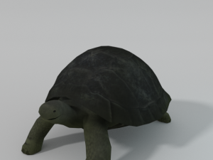 tortoise Model 3D