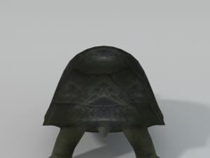 tortoise Model 3D