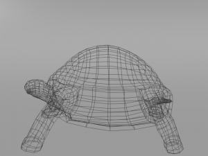 tortoise Model 3D