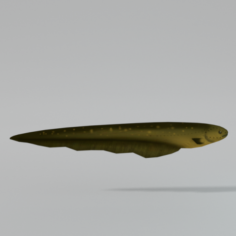 electric eel 3D Model .c4d .max .obj .3ds .fbx .stl .blend 
