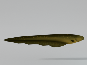 electric eel 3D Model