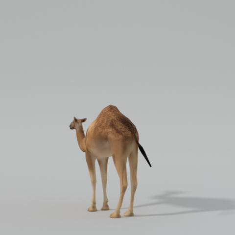 camel 3D Model .c4d .max .obj .3ds .fbx .stl .blend 
