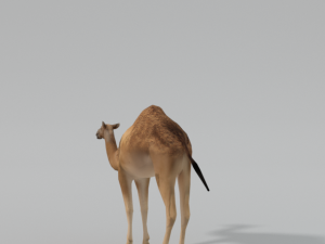 camel 3D Model