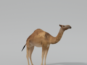 camel 3D Model