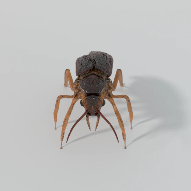 kakkerlak 3D Model .c4d .max .obj .3ds .fbx .stl .blend 