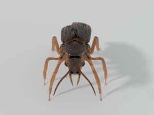 cockroach 3D Model