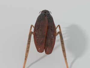 cockroach Modello 3D