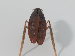 kakkerlak 3D Model