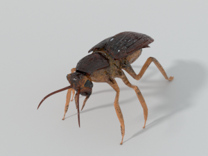 cockroach Modello 3D