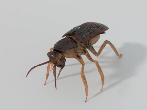 kakkerlak 3D Model