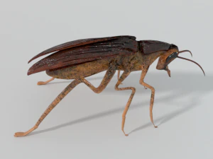 kakkerlak 3D Model