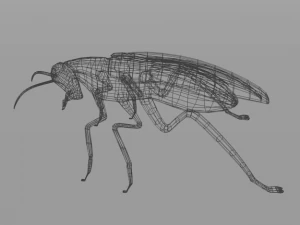 kakkerlak 3D Model