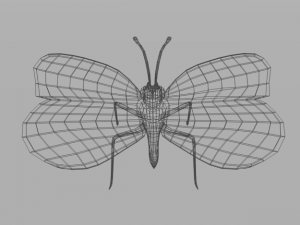 butterfly 89 3D 모델