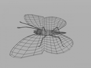 butterfly 89 3D 모델