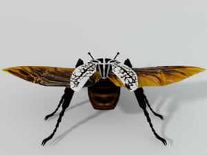 beetle goliath 3D Model