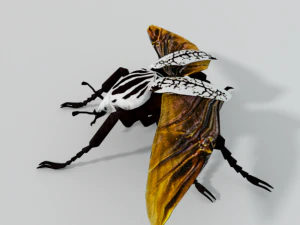beetle goliath 3D Model
