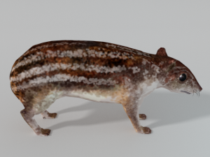 mountain paca - guagua 3D Model