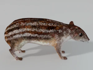 paca di montagna - guagua Modello 3D