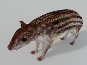 mountain paca - guagua 3D 모델