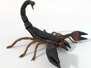 scorpion 3D Model