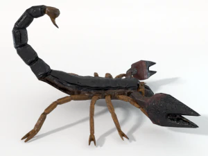 scorpion 3D Model