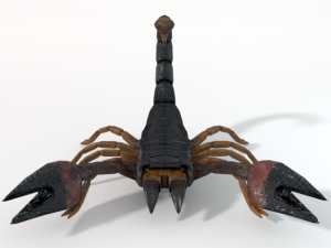scorpion 3D Model