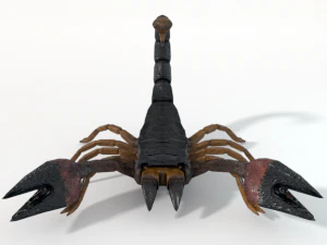 scorpion 3D Model