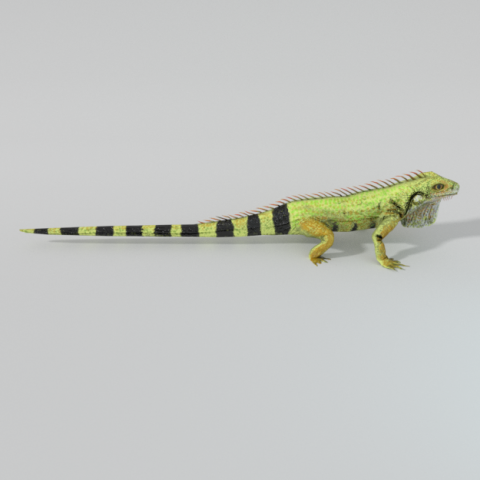 iguana 3D 模型 .c4d .max .obj .3ds .fbx .stl .blend 