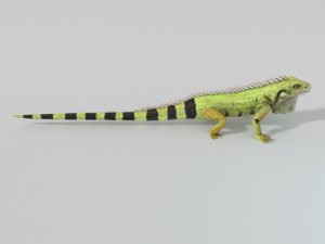 iguana 3D Model