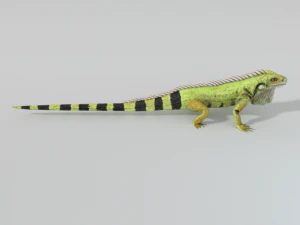 iguana 3D Model
