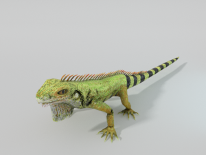 iguana 3D 模型