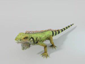 iguana 3D Model