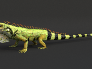 iguana 3D 模型