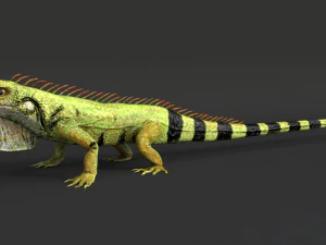 iguana 3D Model