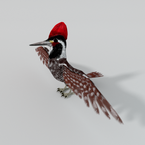 woodpecker bird 3D Model .c4d .max .obj .3ds .fbx .stl .blend 