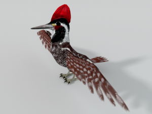 woodpecker bird 3D Model