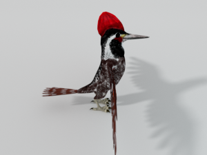 woodpecker bird 3D Model