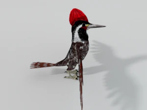 woodpecker bird 3D Model
