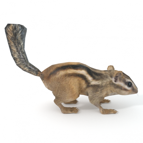 chipmunk Modèle 3D .c4d .max .obj .3ds .fbx .stl .blend 