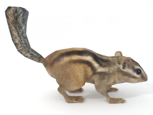 бурундук 3D Модель