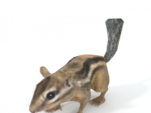 chipmunk Modèle 3D