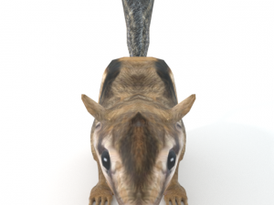 chipmunk Modèle 3D