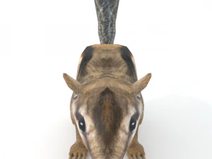 chipmunk 3D Model